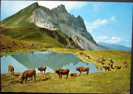 KLOSTERS Gotschnaseeli mit Casanna - Kühe