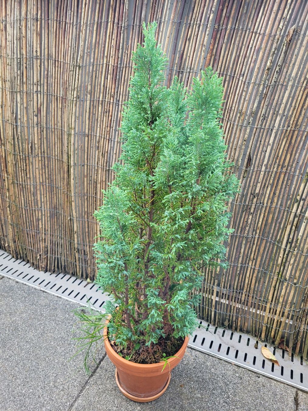 Piante & sementi: Robuste Pflanze für Terrasse – Usato da Ostermundigen venduto da dua_296