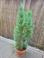 Robuste Pflanze für Terrasse