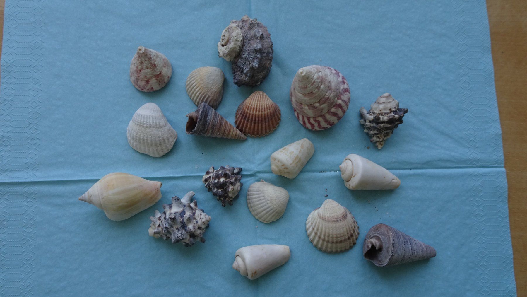Tutte le decorazioni: Verschiedene wunderschöne Muscheln – Usato da Zürich venduto da blaumeisli62 1