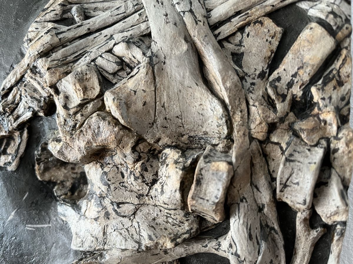 Fossiles: Ichthyosaurier Fossil Holzmaden – Neuf (Voir description) à Orpund par Steinway 4