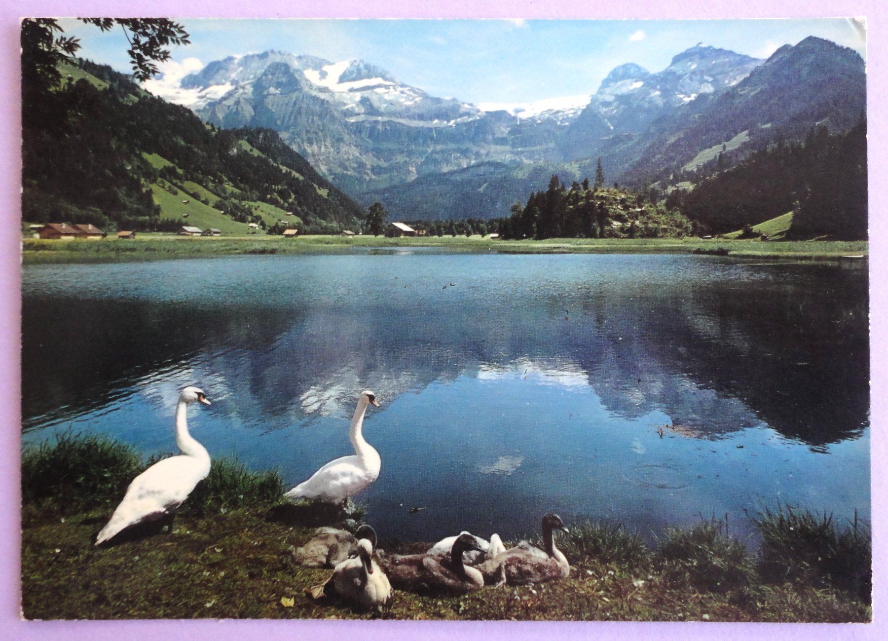 Cartoline postali: Lenk, B.O., Seeli mit Wildstrubel – Usato da Fétigny venduto da Billy2miny