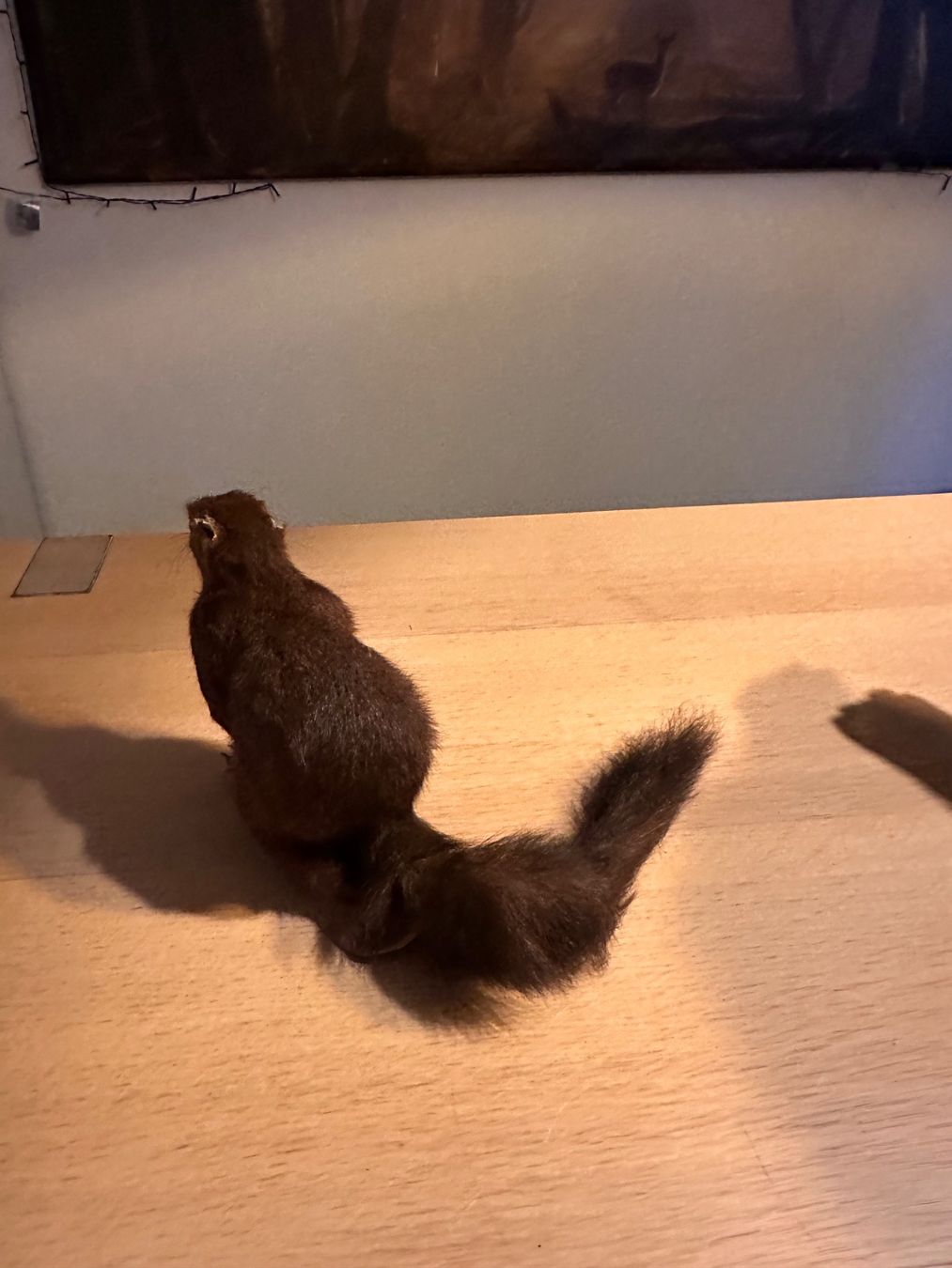 Il mondo degli animali: Präpariertes Eichhörnchen – Usato da Arboldswil venduto da Rhacodactylus 1
