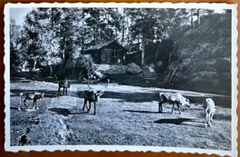 Les Marécottes. -Rennes au Parc Zoologique 1963