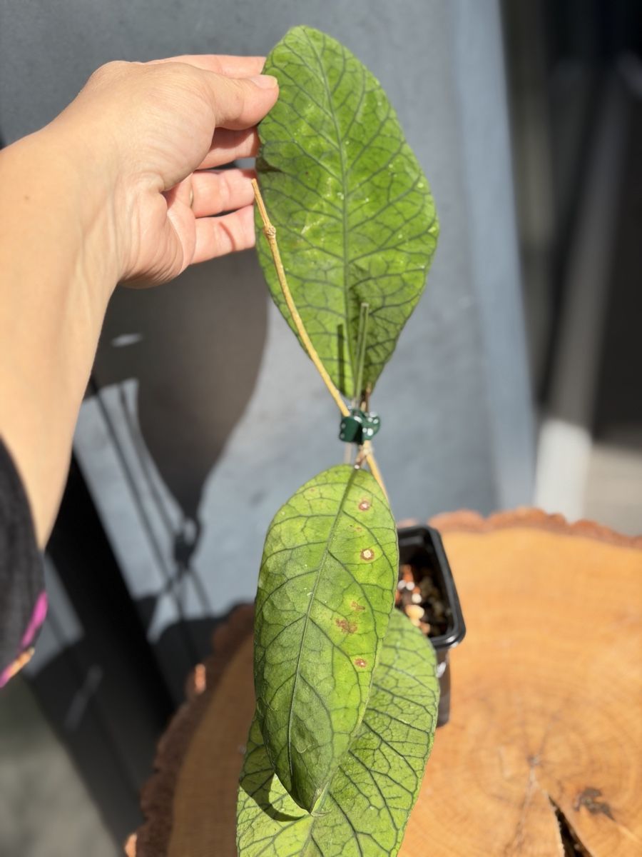 Piante & sementi: Hoya callistophylla – Nuovo (secondo la descrizione) da Buchrain venduto da Stetoscop