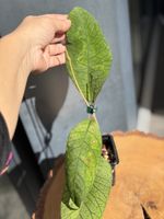 Hoya callistophylla