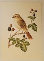 VOGEL – NACHTIGALL –ROSSIGNOL PHILOMÈLE