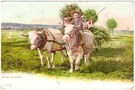 Deute champépetre - KUH-Meiete - ca. 1910 (MOT)