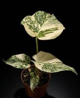 Monstera Thai Constellation GREEN SNOW - Seltene Rarität