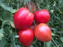 Tomate Coeur de Boeuf ! LA VRAIE ! 50g