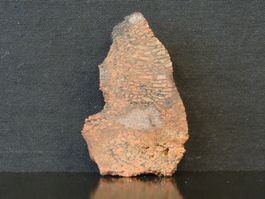 Versteinerung Dinosaurier Fossil KNOCHEN SCHEIBE USA Dino