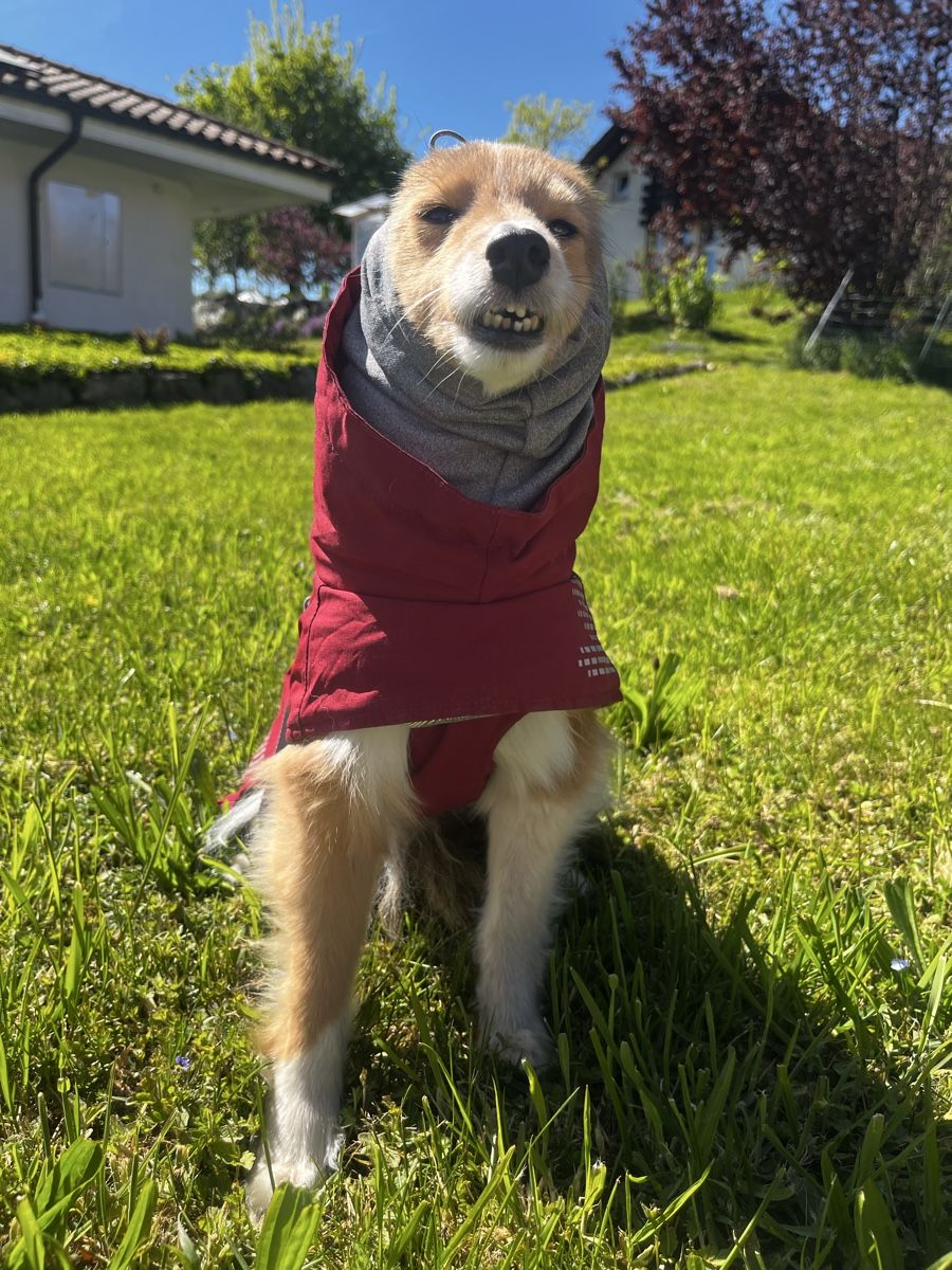 Hurtta Abbigliamento: Hundemantel Hurtta Extreme Gr.30 – Usato da Urtenen-Schönbühl venduto da eka_dhj2 4