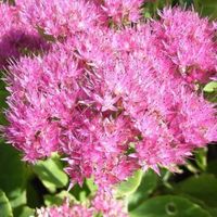 Sedum Carmen Fette Henne Fetthenne