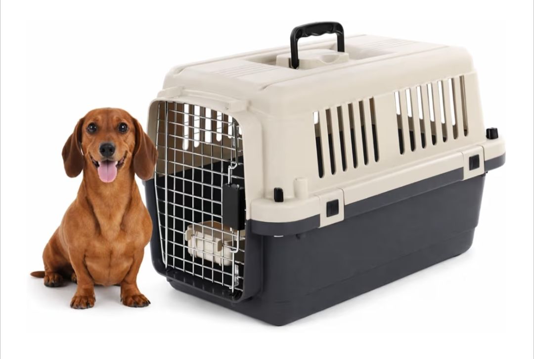 Cages, transport & sécurité: Tiertransportbox  S 40 x 61 x 41 cm – Neuf avec emballage d'origine à Winterthur par SwissPrime