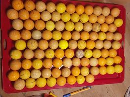 100 Stk Golfbälle Gebrauchsspuren Lot 4