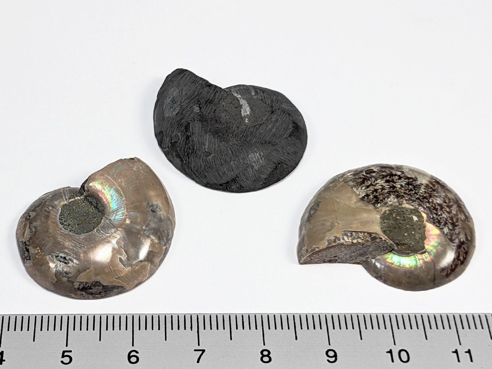 Fossili: Ammonit Fossil 3Stk. 27 bis 30mm – Nuovo e nell'imballaggio originale da Meilen venduto da StoneGarden 1