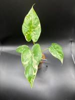 Alocasia Gageana Albo Variegata (1-4)