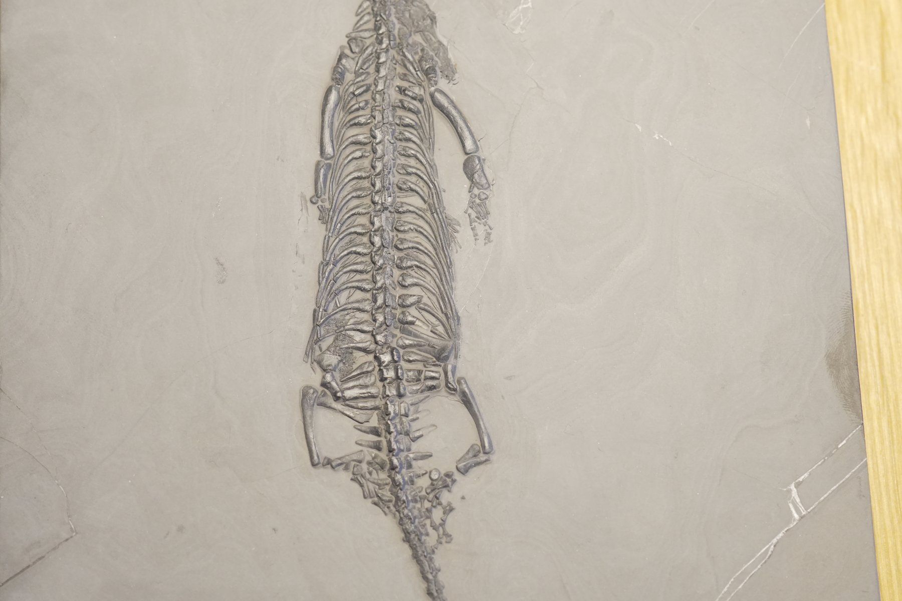 Fossili: Top Keichousaurus Hui – Usato da schüpfen venduto da rica122 3