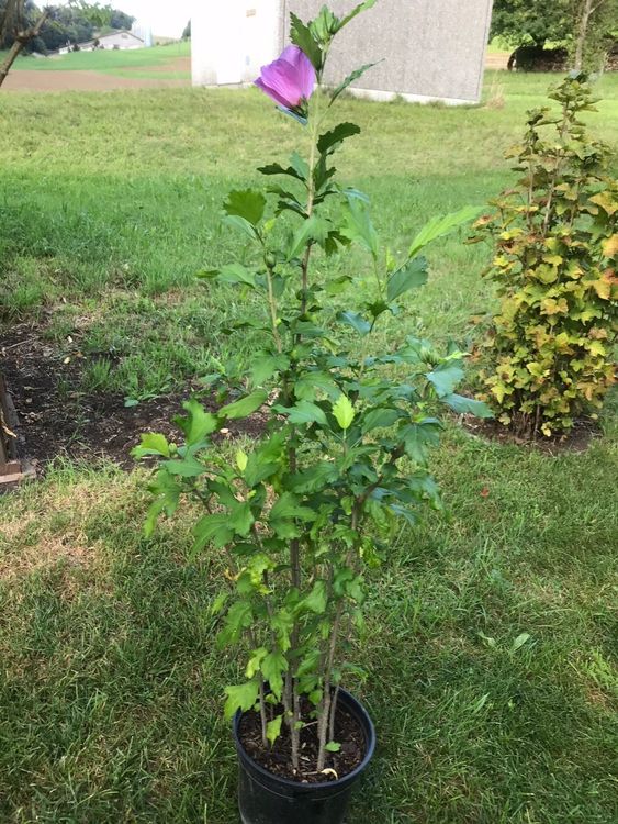 Hibiskus winterhart Kaufen auf Ricardo