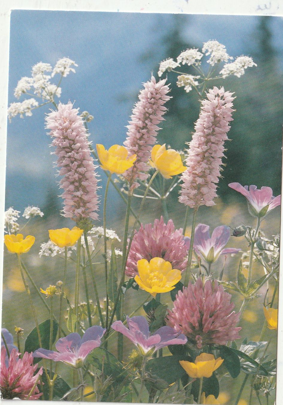 Cartoline postali: Blumenkarte – Usato da Lumbrein venduto da made02