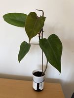 philodendron Red Emerald 50cm zimmerpflanze pflegeleicht