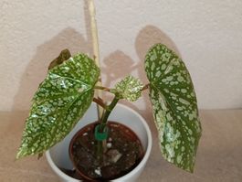 Begonie Snow Capped Variegata