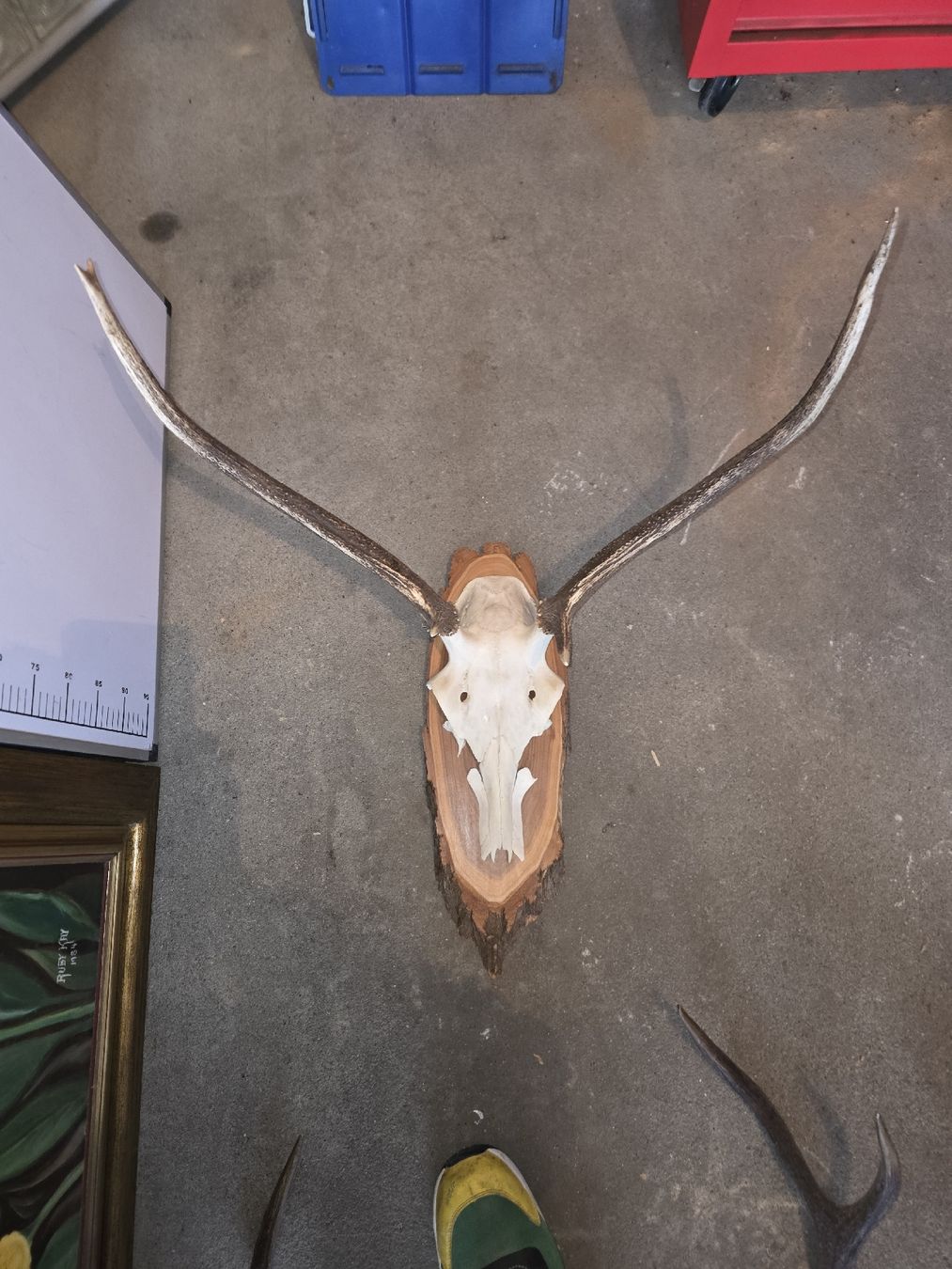 Altre raccolte & rarità: Hirschgeweih Spriesser – Usato da Hasle LU venduto da Auctions_Hunters