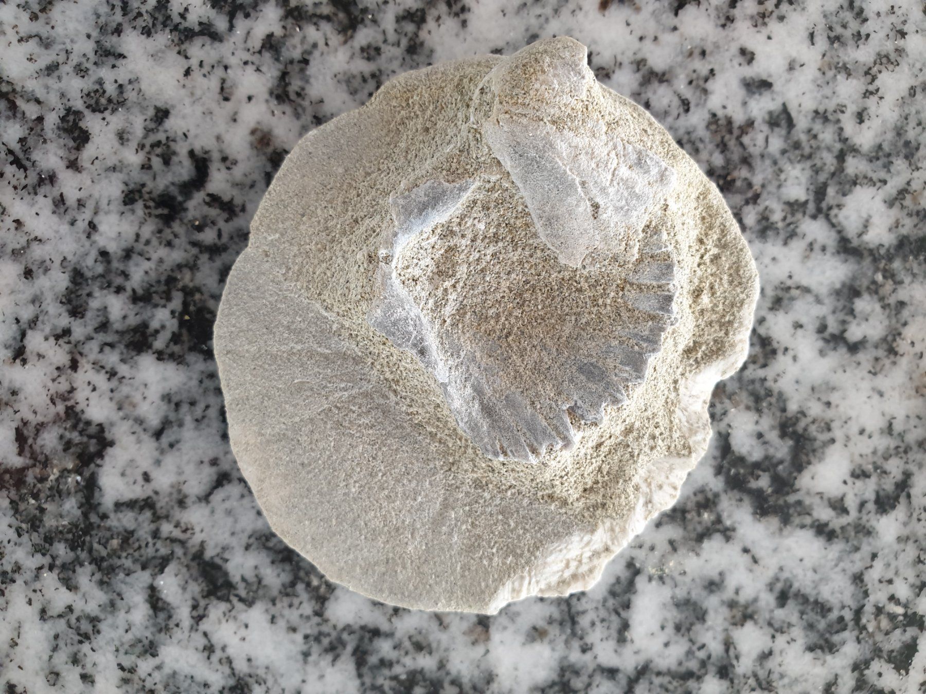 Fossili: Versteinerungen – Usato da Wald ZH venduto da Walder8636 7