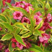 Weigelia Brigela 15-20cm