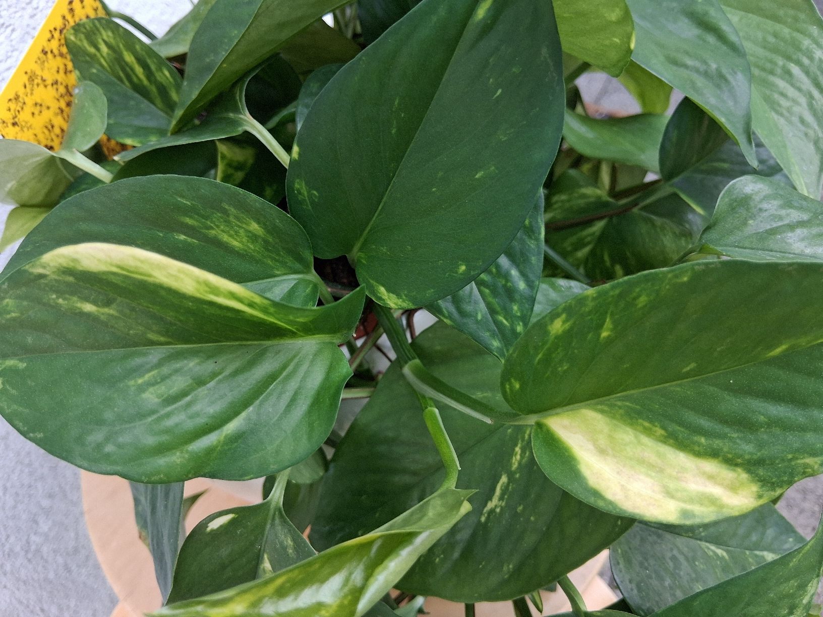 Plantes & graines: Zimmerpflanze Epipremnum aureum – Neuf (Voir description) à Aarburg par brujil 4