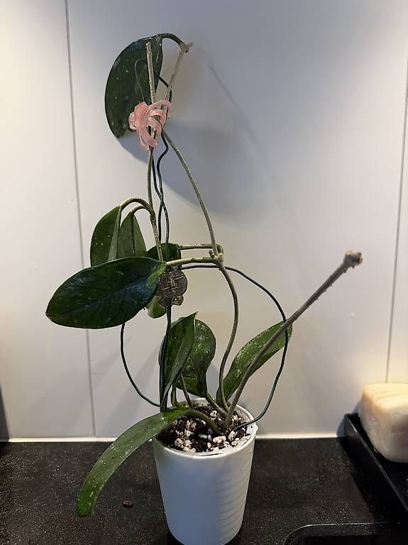 Piante & sementi: Hoya Carnosa 3 pieds – Usato da Spiez venduto da Lunelu 1