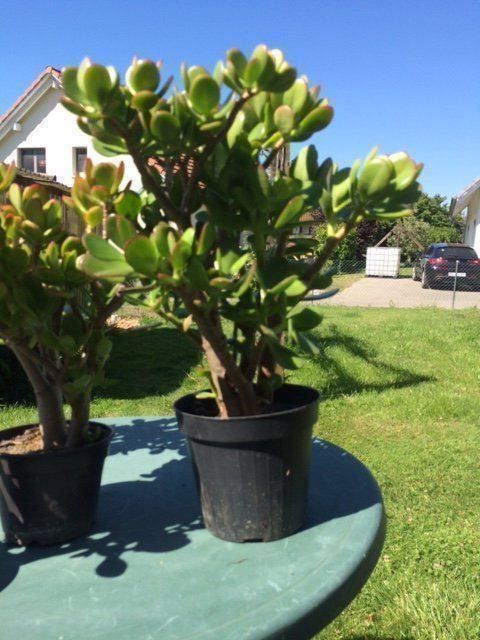Pflanzen & Samen: Crassula ovata – Neu (gemäss Beschreibung) aus Vinelz von Wellensittich55 5