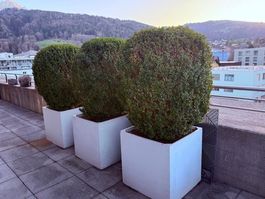 Buxbäume im Designer Topf Blickfänger für Terasse, Balkon