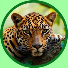 Profile image of Raubkatze-Achilles