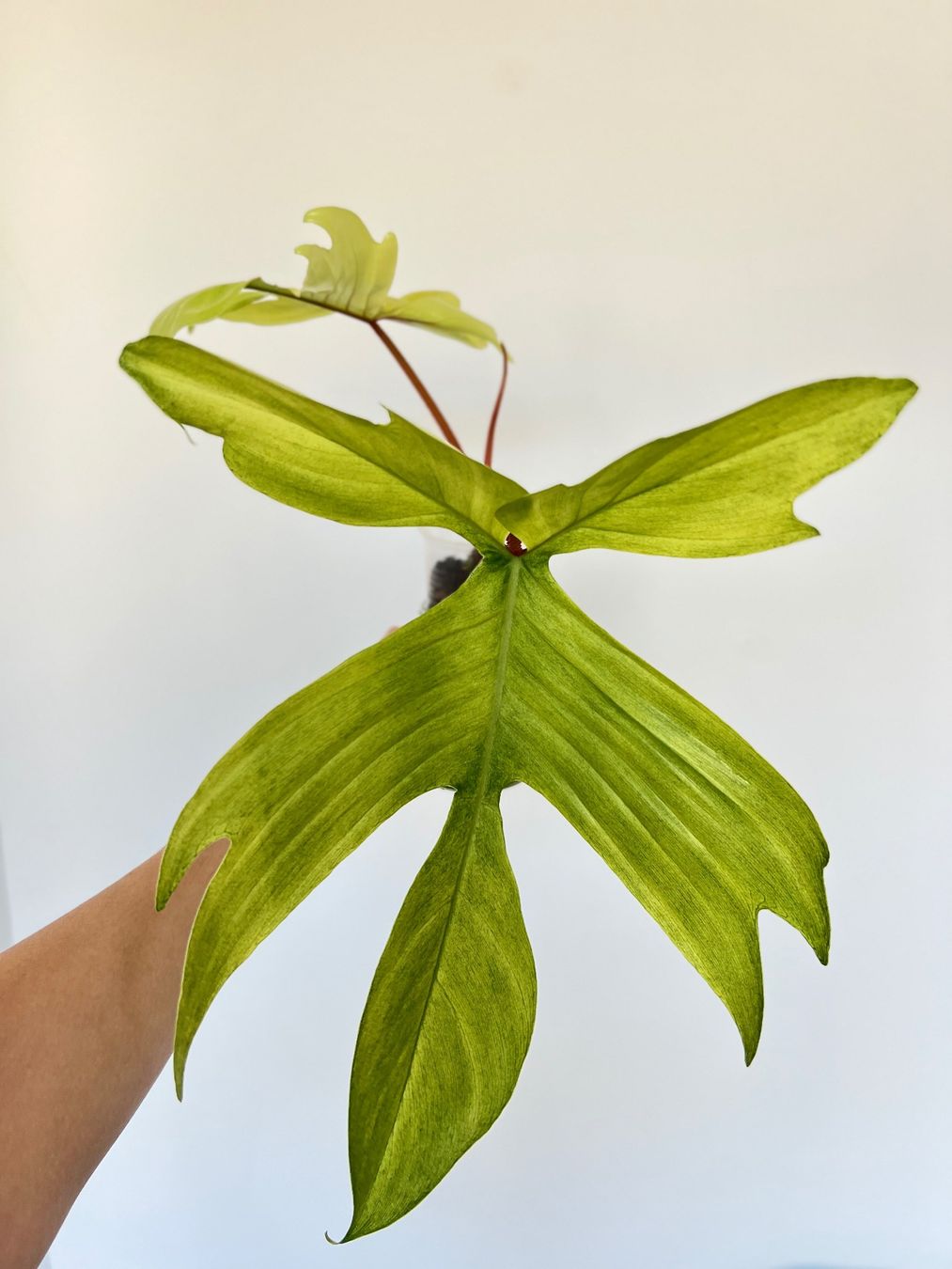 Piante & sementi: Philodendron Florida Ghost🔥 – Usato da Glattpark(Opfikon) venduto da ste_n99y 4