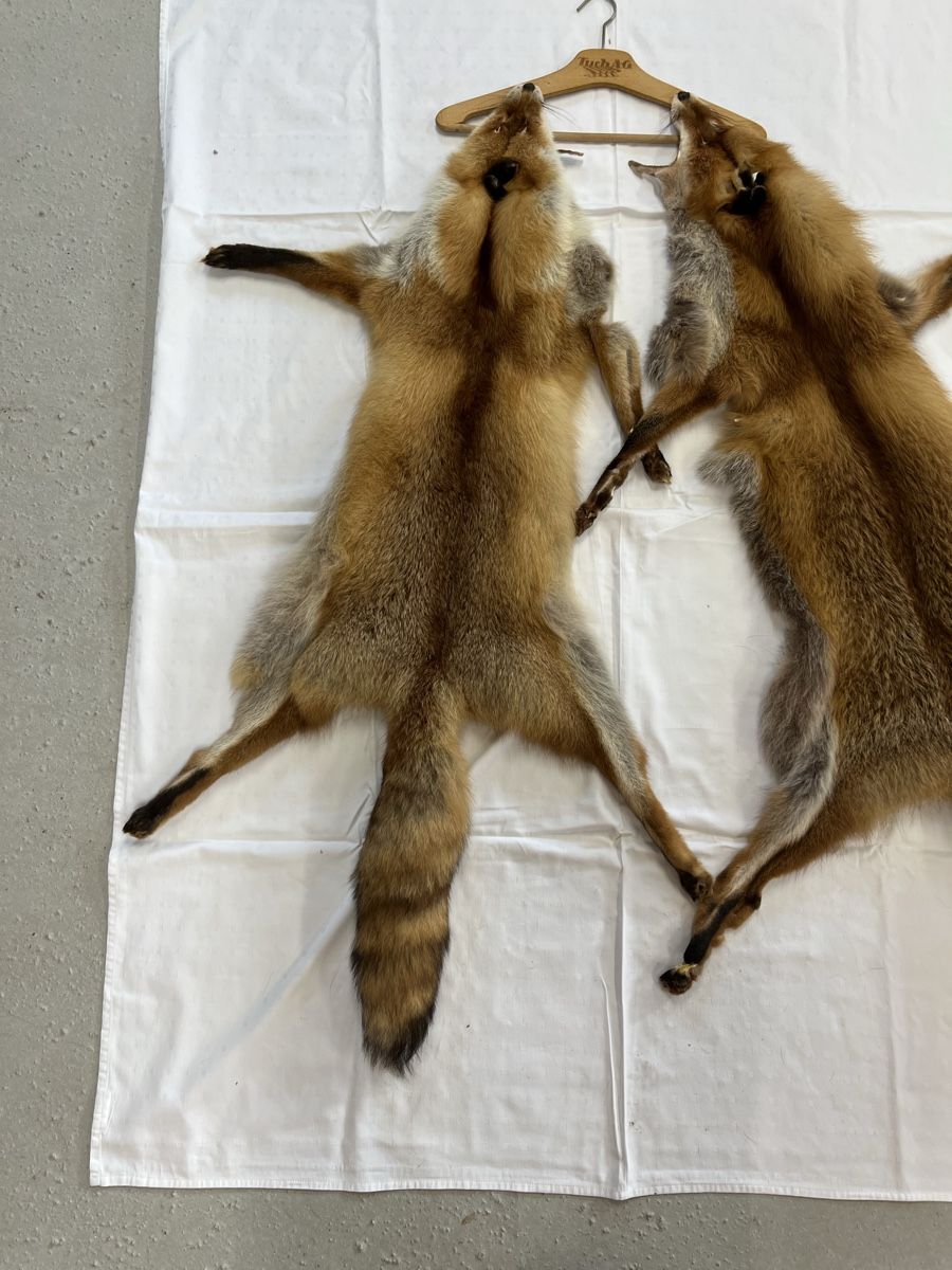 Il mondo degli animali: 2 x Fuchsfell – Usato da Euthal venduto da ruckzuckrohrfrei 1