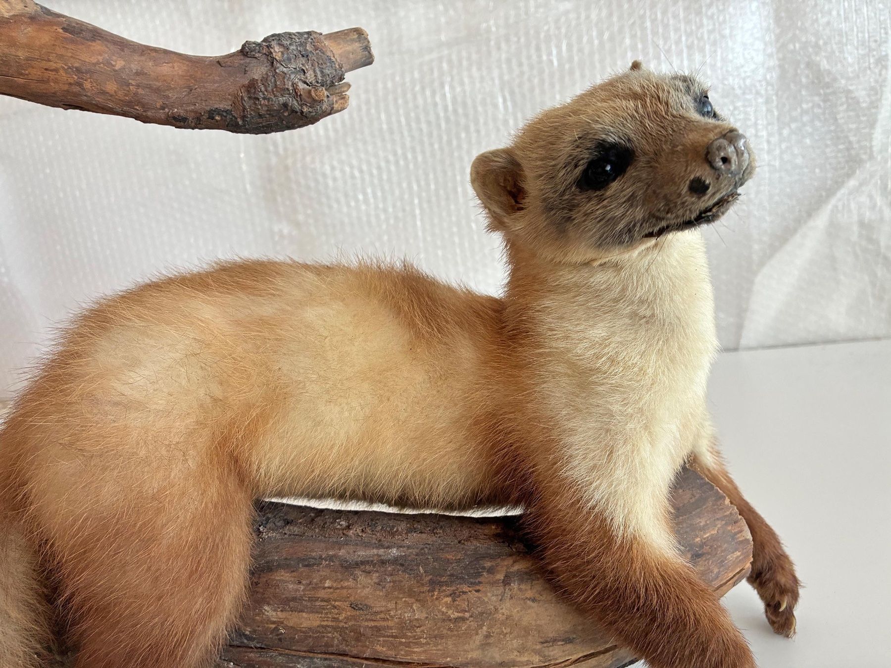 Il mondo degli animali: Iltis auf geschwungene Wurzel – Usato da Bäretswil venduto da robsonantik 5