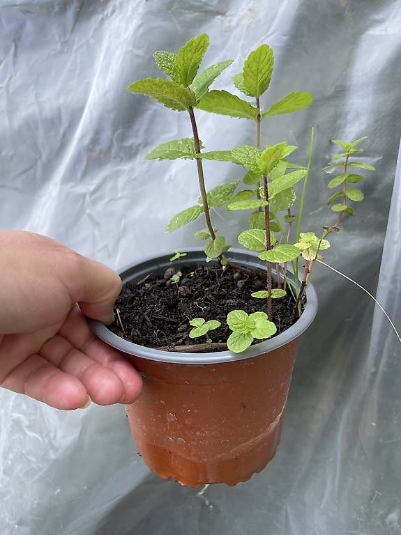 Plantes & graines: Pfefferminze  – D'occasion à Nidau par Beritundpan 1