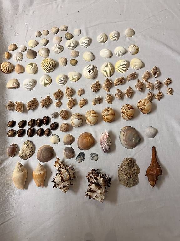 Fossilien: Muschelsammlung – Gebraucht aus Weggis von urs_rj7p 3