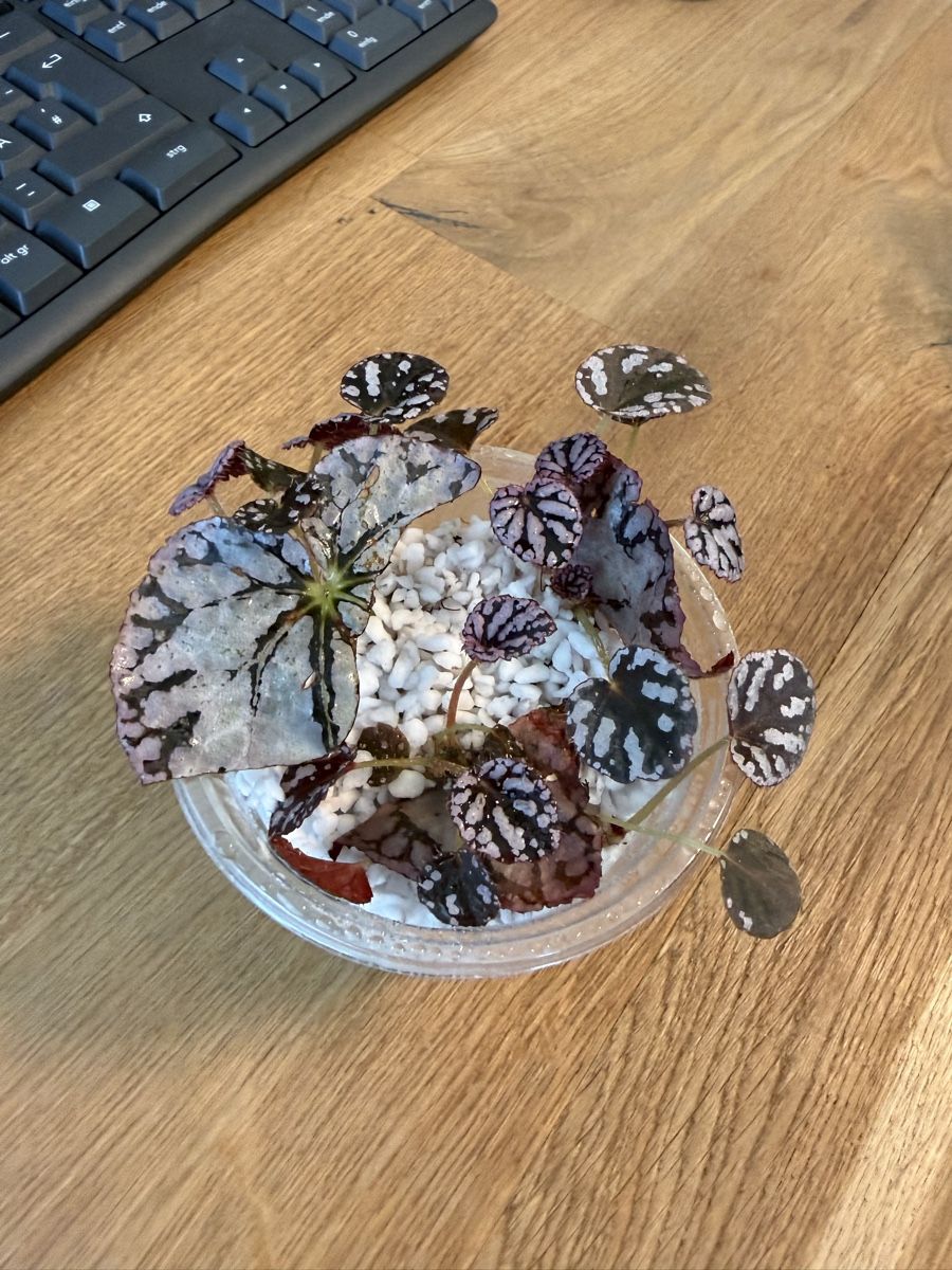Piante & sementi: Begonia Rex Babys – Usato da Bern venduto da jac_5hjp