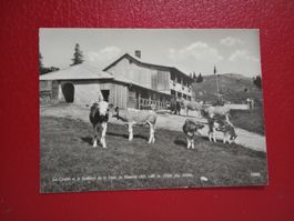 Sommet Dent de Vaulion Chalet Kühe s/w Karte Stempel 1961