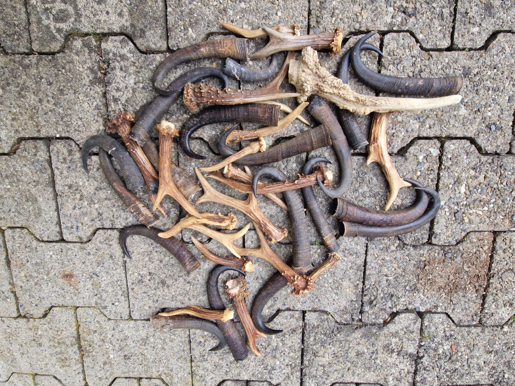 Il mondo degli animali: Trophäen – Usato da Wetzikon ZH venduto da Hella73
