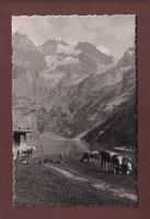 OESCHINENSEE - Blümlisalp - Kühe - 1930