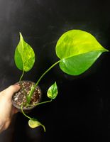 🌗 MONSTERA YELLOW MARILYN „HALFMOON“ PREMIUM VARIEGATION 🌓