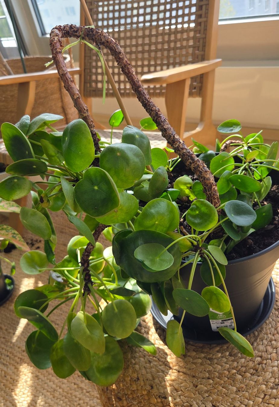 Plantes & graines: Pilea peperomioides (ca. 30cm) – D'occasion à Zürich par wile_coyote