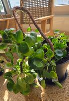 Pilea peperomioides (ca. 30cm)