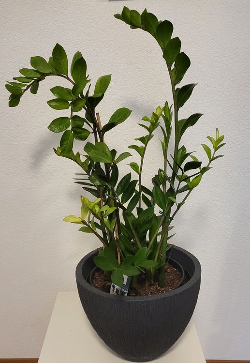 EMERALD PALME - Schwarze Glcksfeder (D'occasion)  Gssing pour CHF 25   retrait uniquement | Acheter sur Ricardo