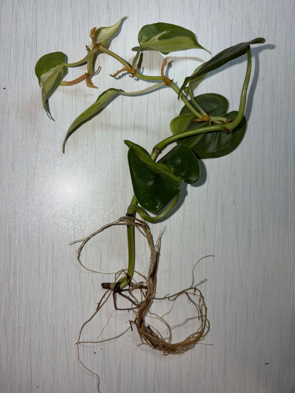 Piante & sementi: Philodendron scandens hederaceum "Cream splash" – Nuovo (secondo la descrizione) da Winterthur venduto da Aniger 2