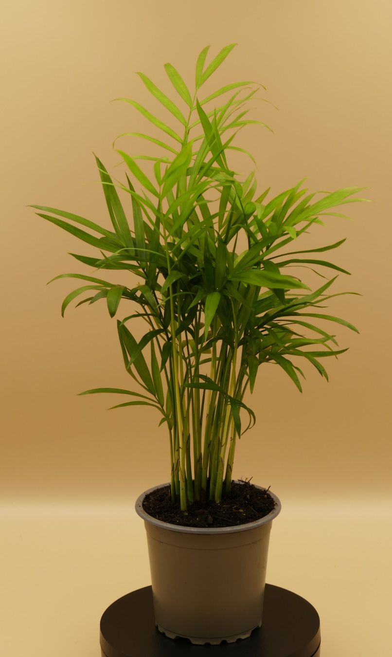 Piante & sementi: Palme (Bergpalme, Chamaedorea Elegans) – Nuovo (secondo la descrizione) da Pieterlen venduto da Heckrotor01