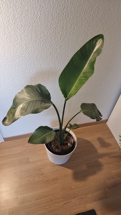 Strelitzie Kaufen auf Ricardo